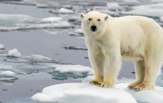 A close-up shot of white polar bear in the snow