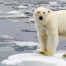 A close-up shot of white polar bear in the snow