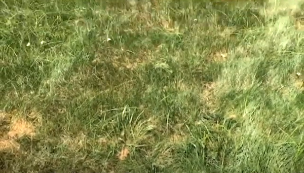 Replant Grass Where Geothermal Trenches Had Been Dug For Geothermal Borehole Well Drilling for Geothermal Vertical Closed-Loop System